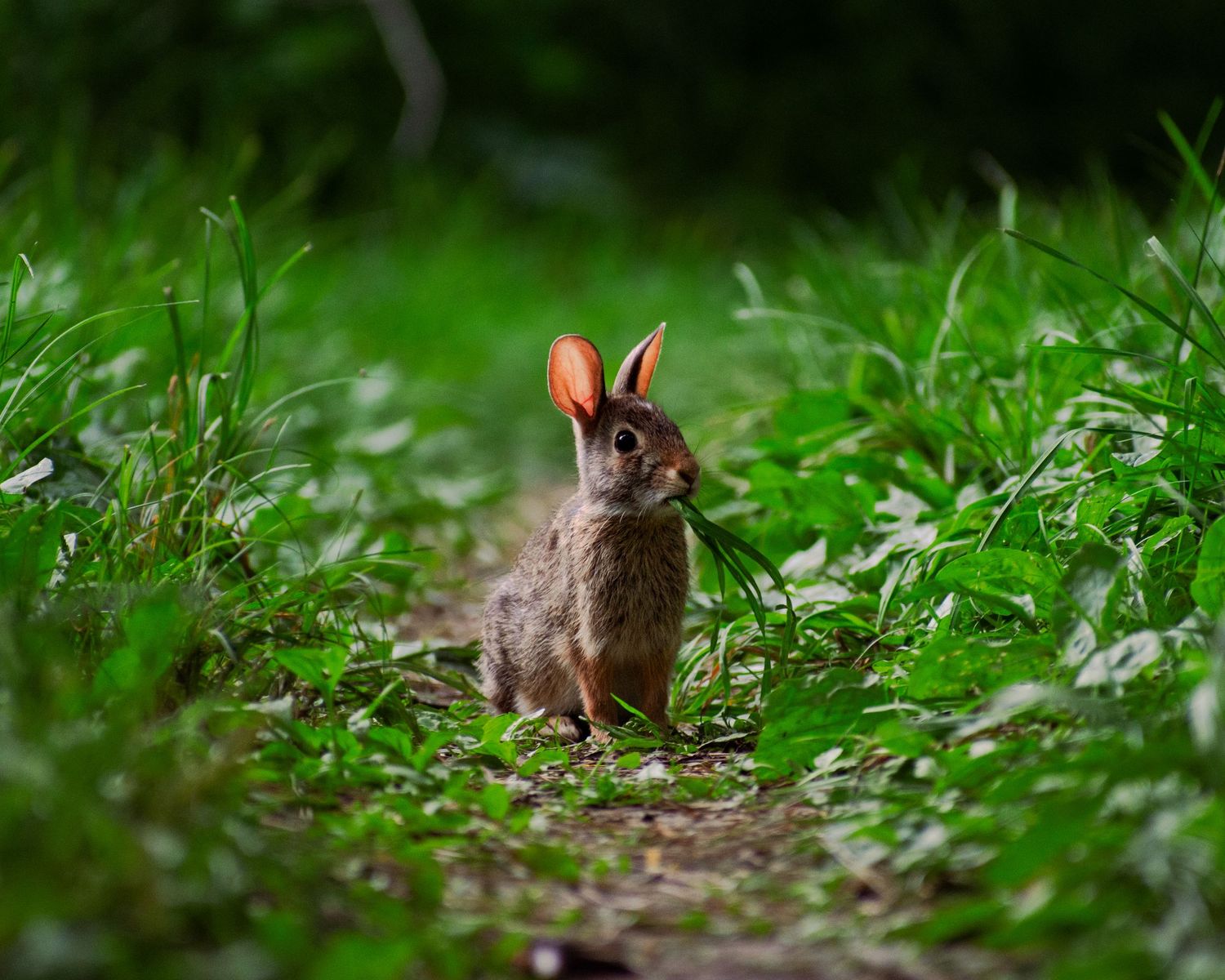Wild rabbit partially hidden in lush green grass.