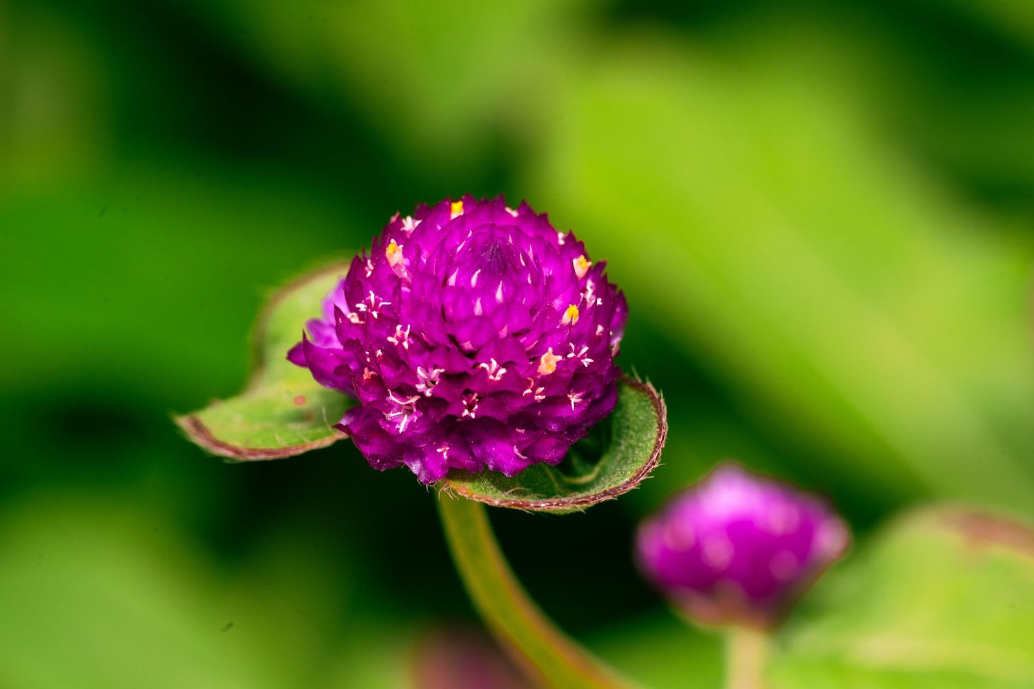 Vibrant magenta globe amaranth flowers blooming in succession along green stems.