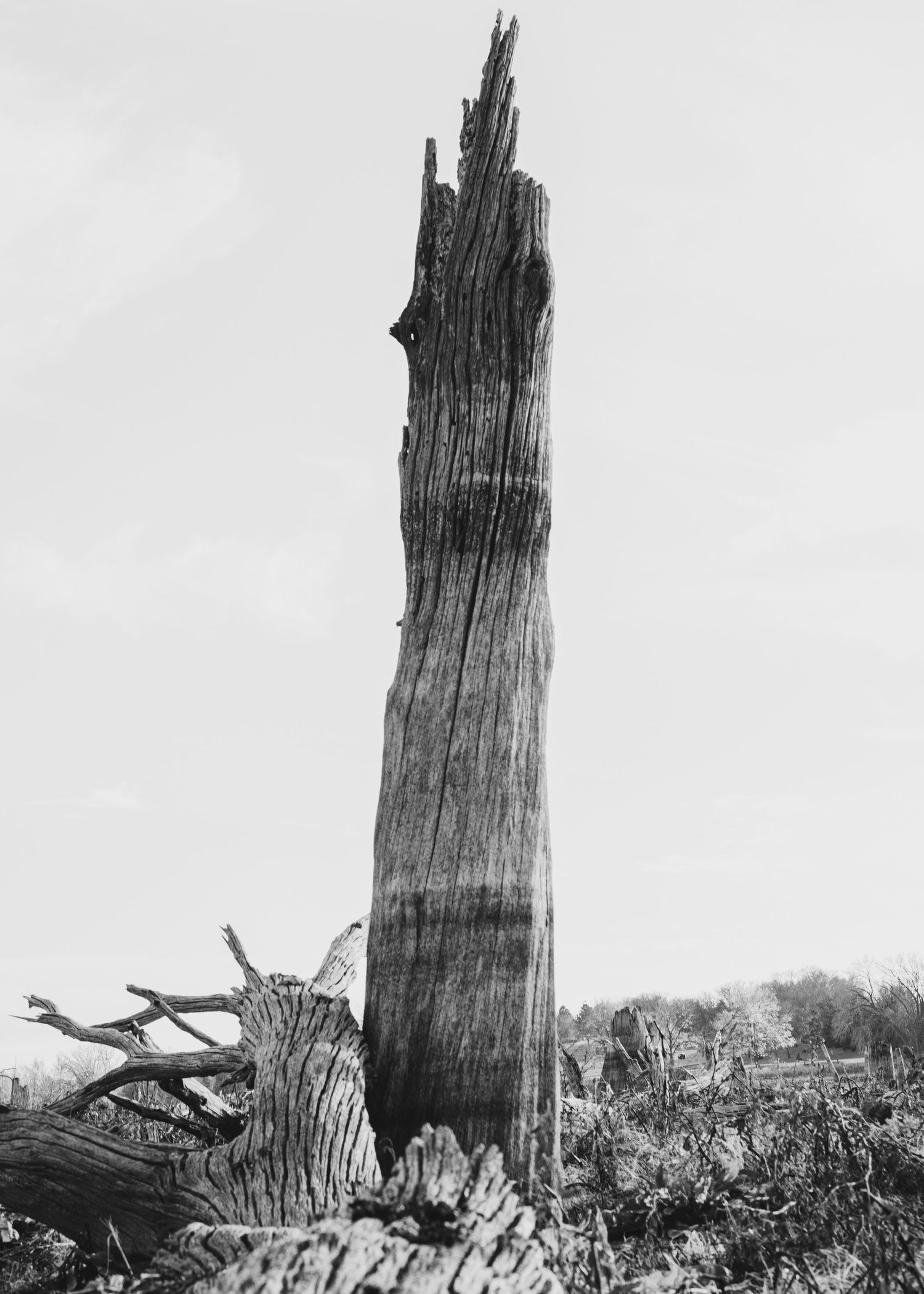 Weathered wooden posts standing in barren landscape under gray sky.