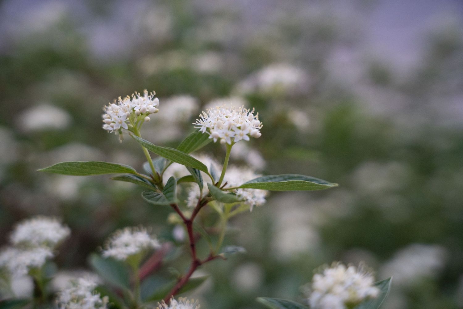White flowering shrub branches with small clustered blooms against purple background.