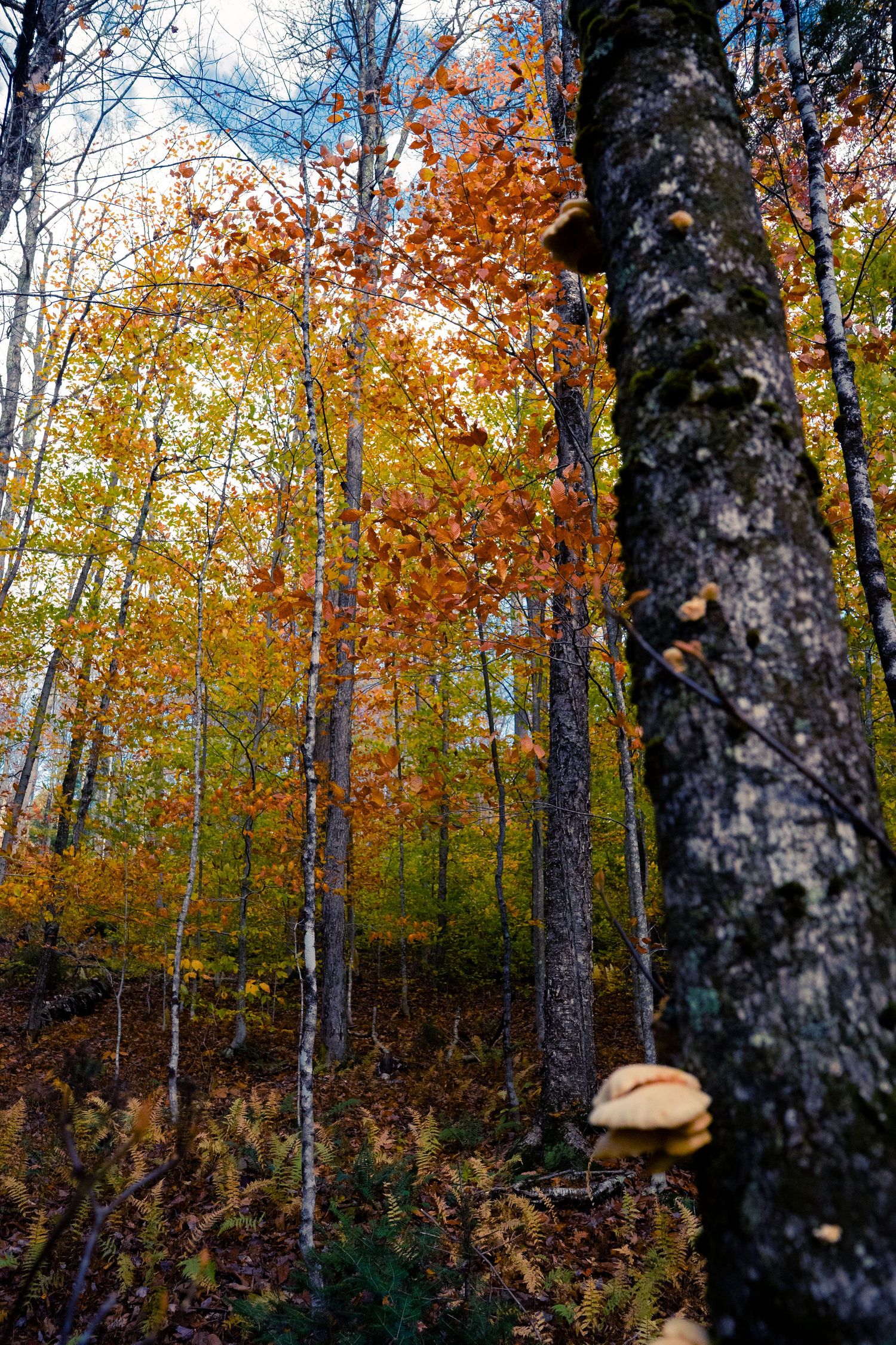 Tall birch trees with orange fall foliage and mushrooms growing on bark in a forest.