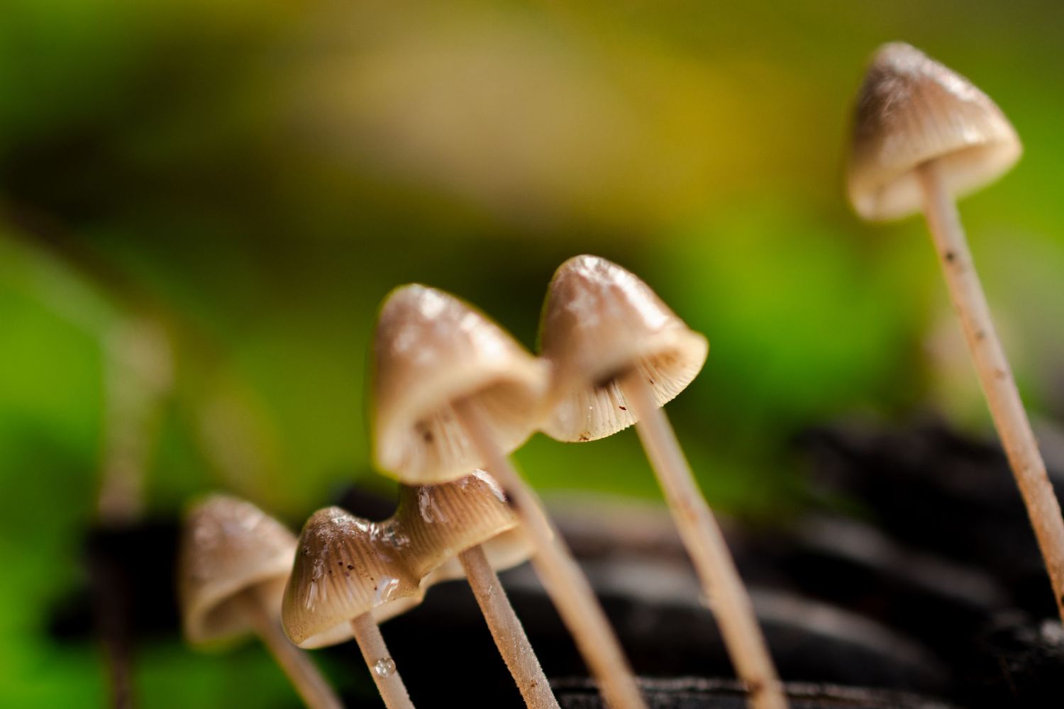 Row of small brown mushrooms growing in soil with shallow depth of field.