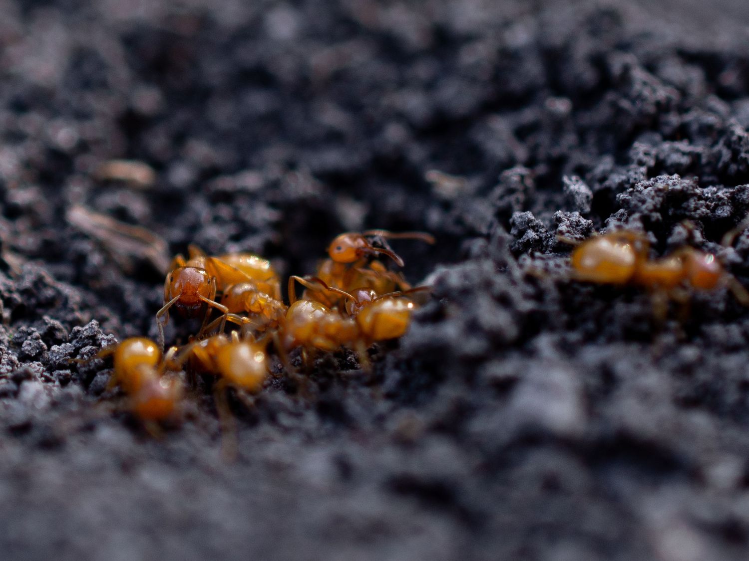 Line of tiny red ants marching across dark soil surface.