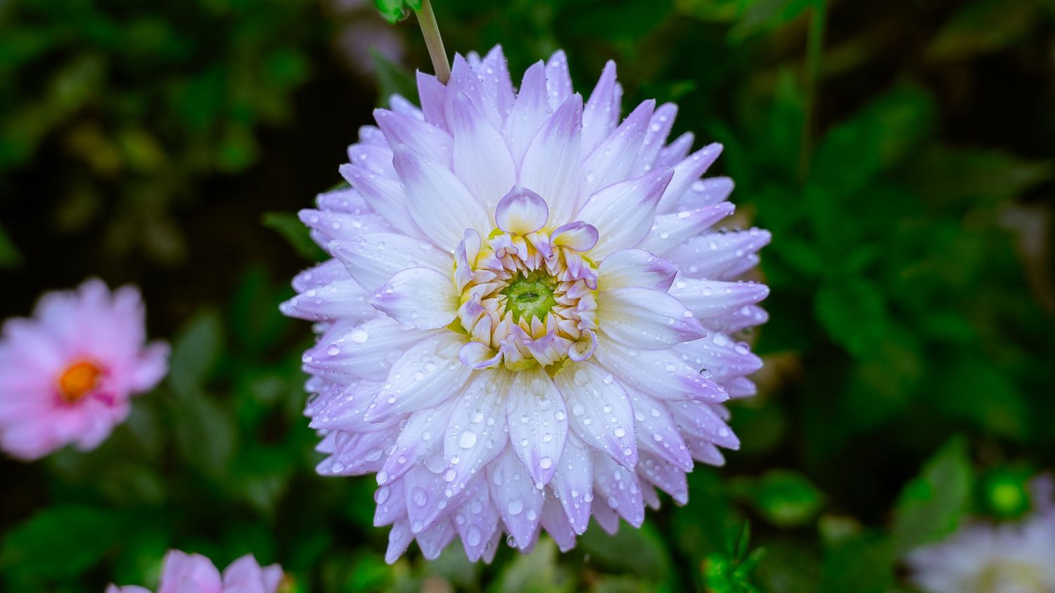 Close-up of a delicate light purple dahlia flower with water droplets.