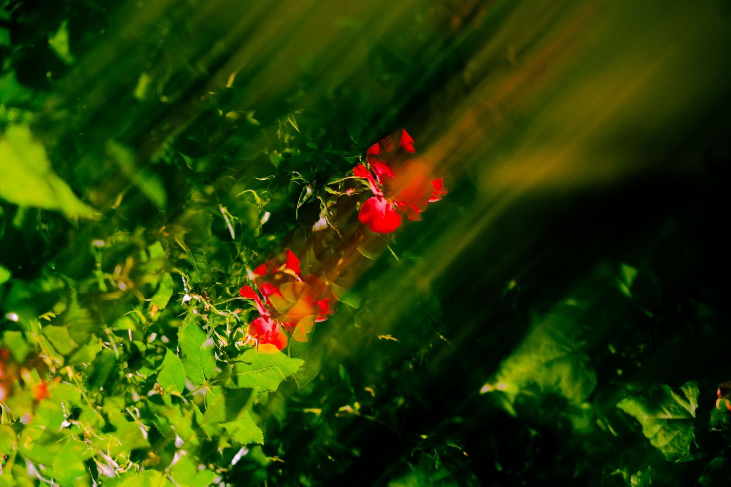 Abstract nature photography with diagonal light rays through green leaves and red flowers.