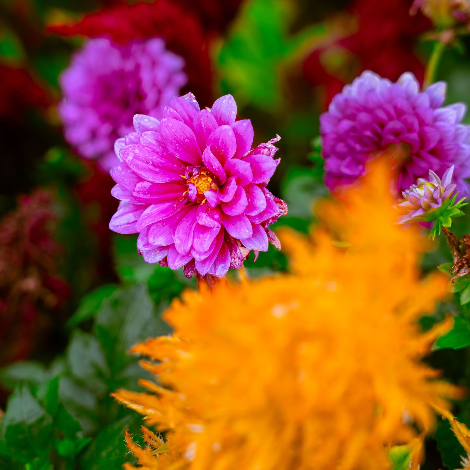 Vibrant pink dahlia flowers contrasting with bright orange blooms in a garden.