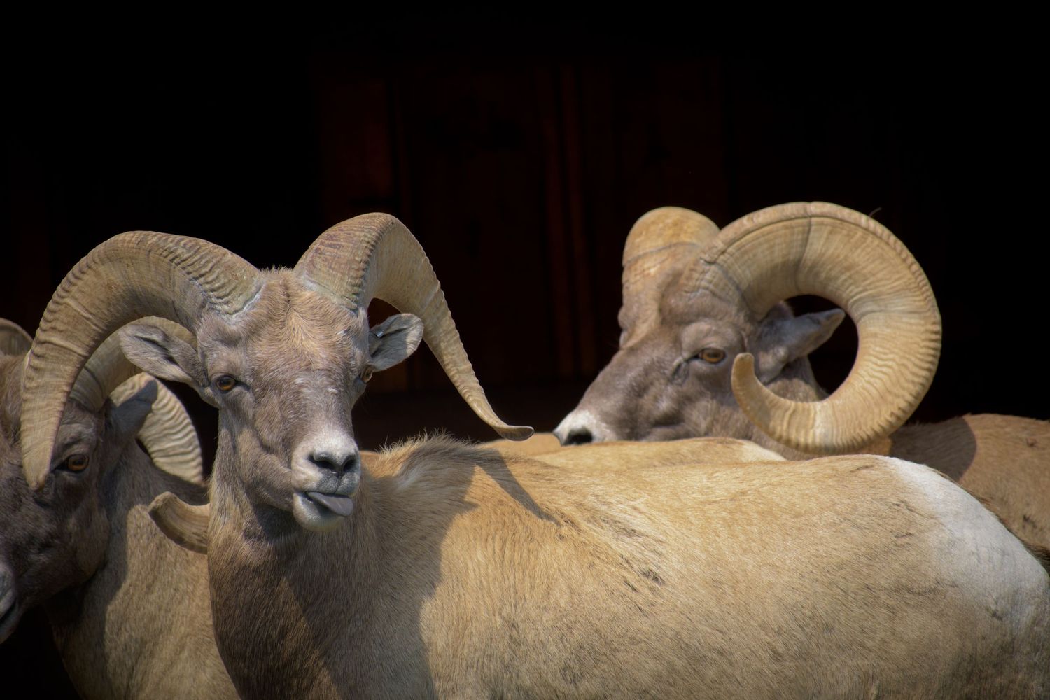 Close-up profile view of bighorn sheep with curved horns against dark background.