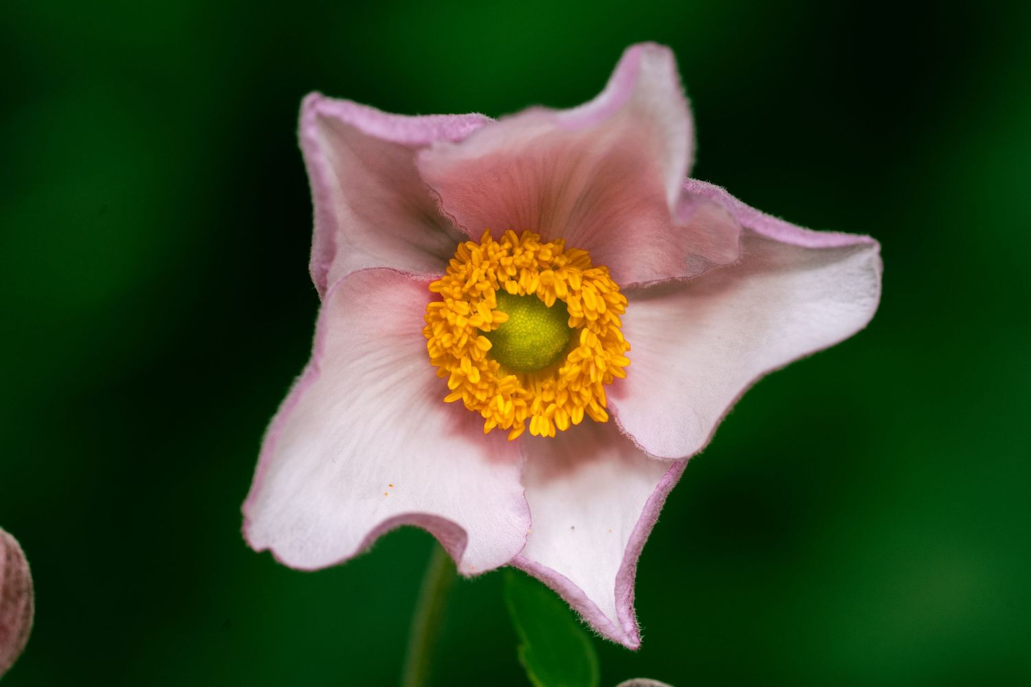 Pink Japanese anemone flower with yellow center against dark green background.