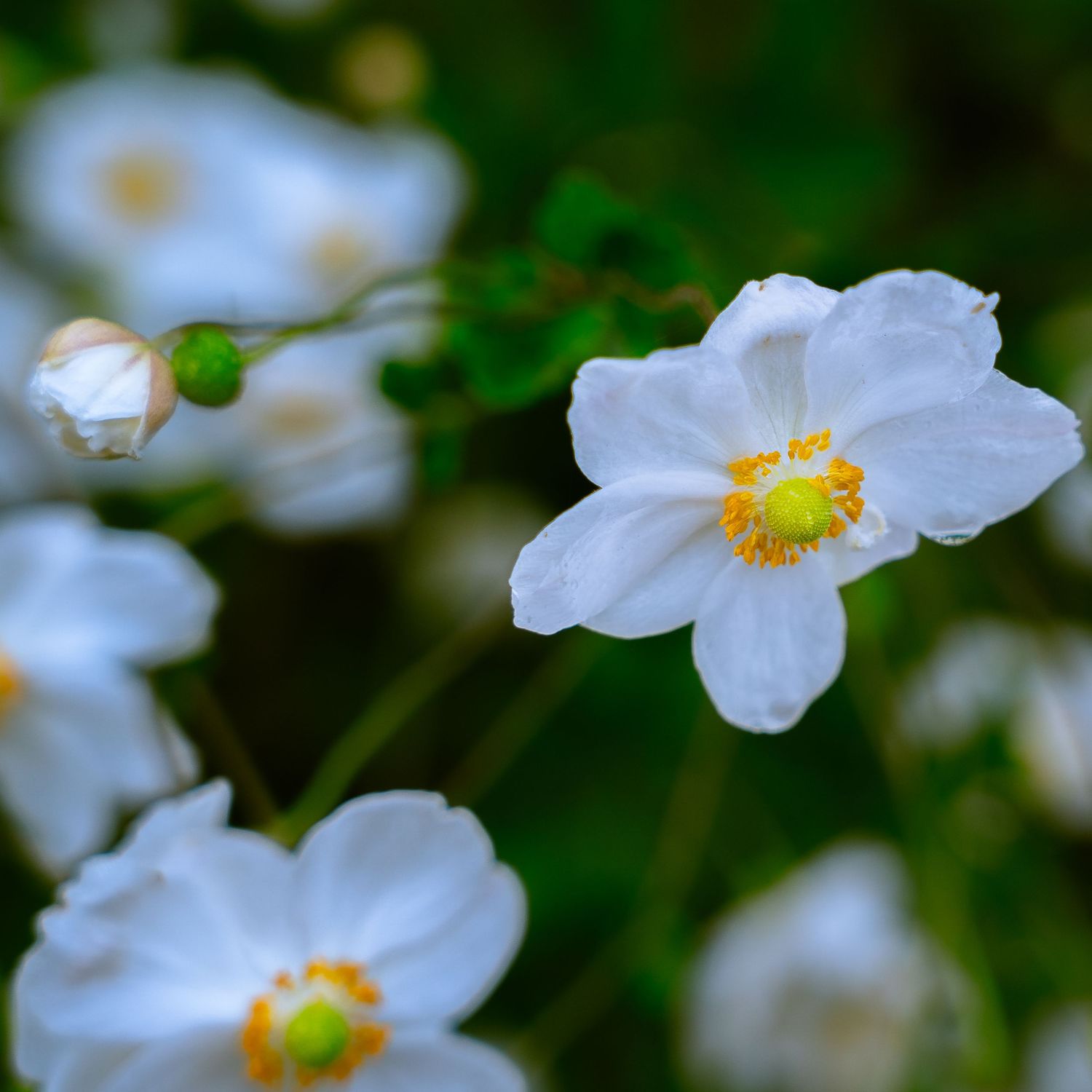 White Japanese anemone flowers with yellow centers blooming in soft focus.