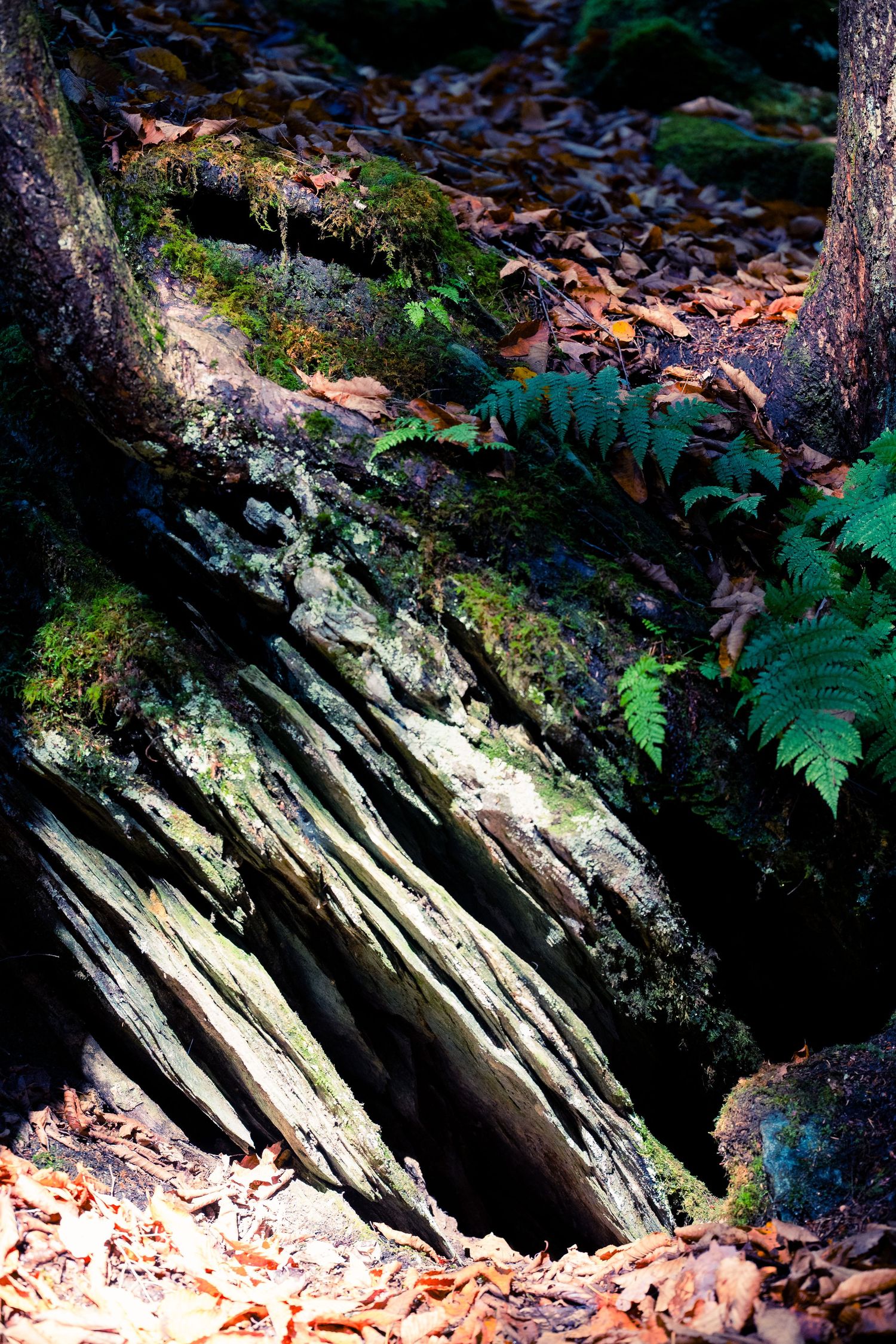 Moss-covered fallen log with exposed root structure in a forest floor setting.