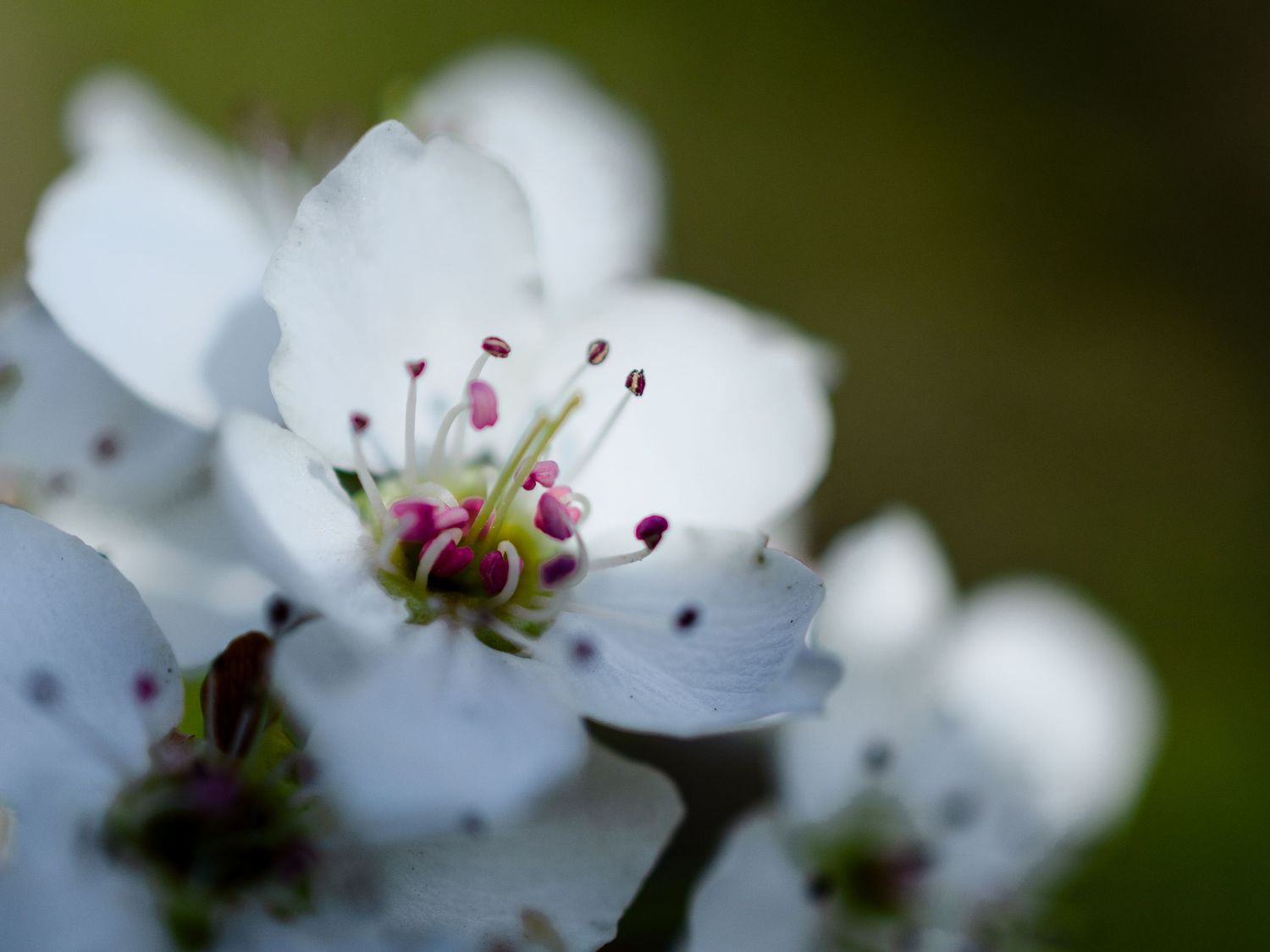 Close-up of white cherry blossoms with pink stamens on a dark background.