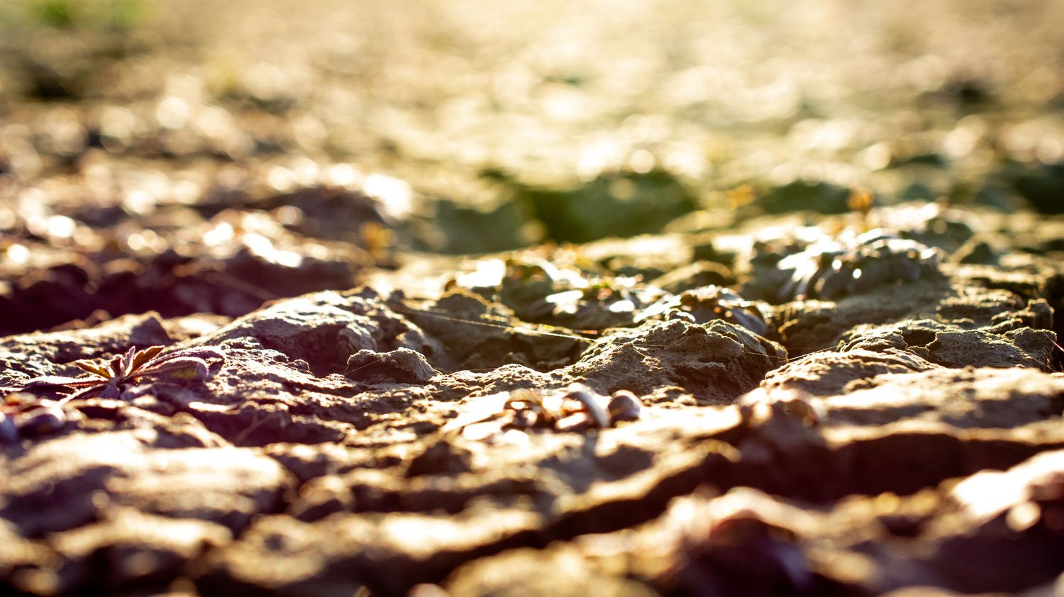 Sunlit rocky surface with shallow depth of field creating a dreamy bokeh effect.