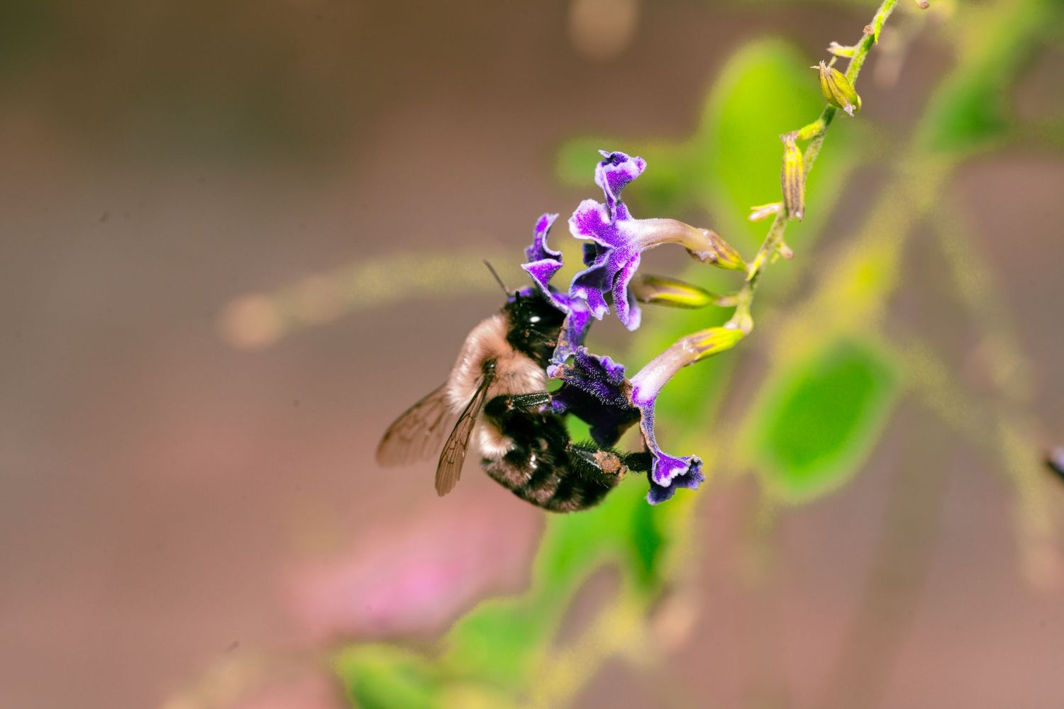 Bee visiting purple flower blossoms with soft natural lighting and bokeh effect.