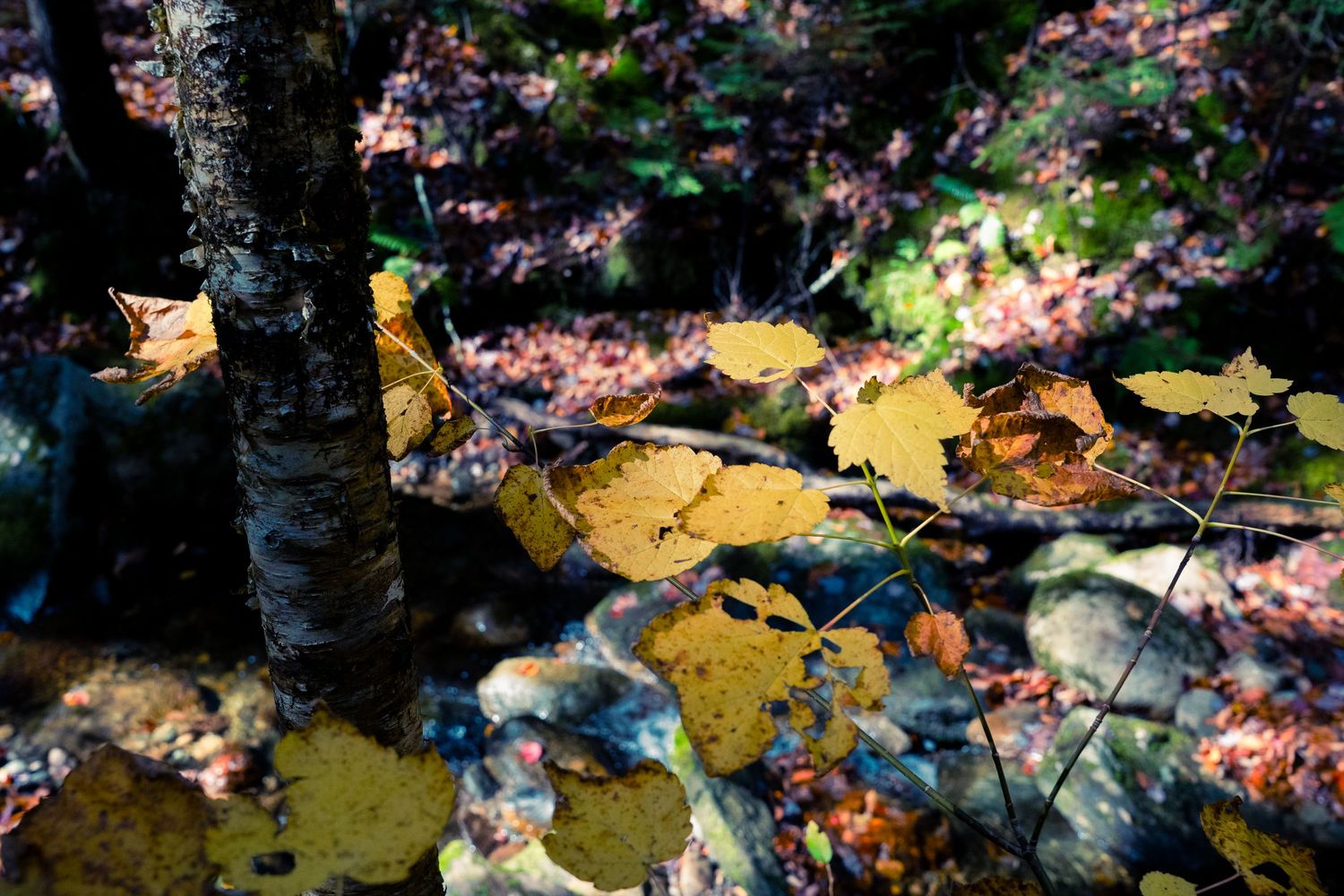 Autumn leaves scattered on rocky ground near a forest stream.