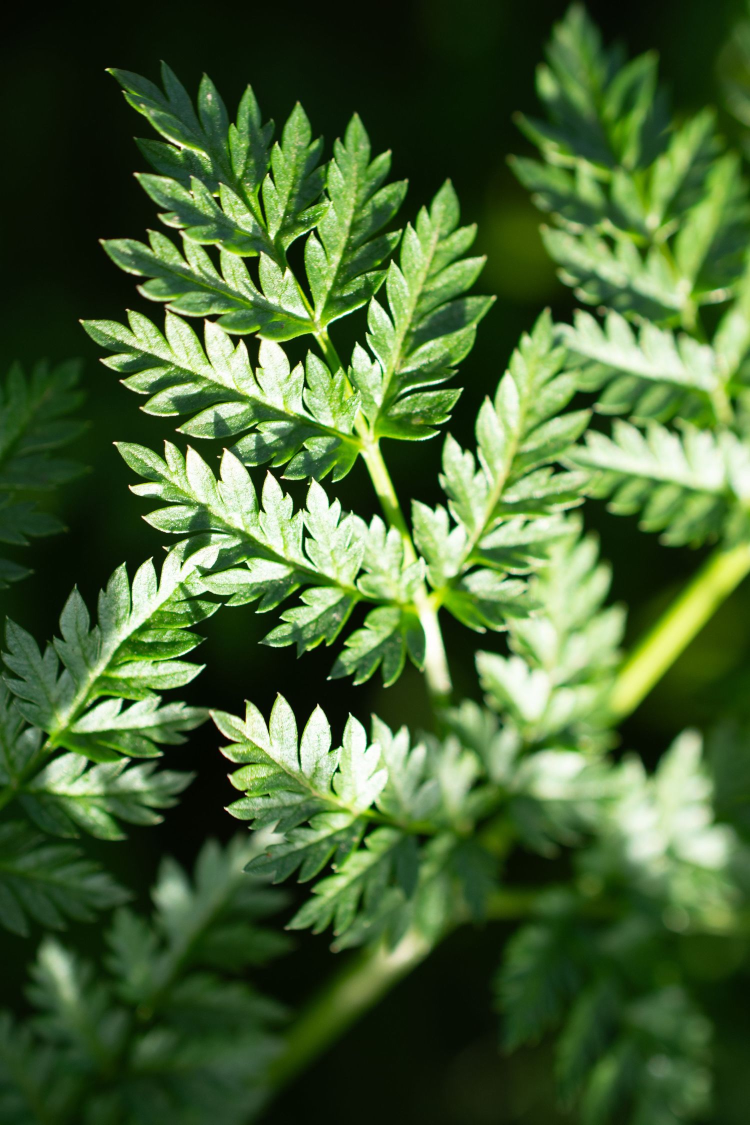 Fresh green carrot leaves with detailed fronds in natural sunlight.