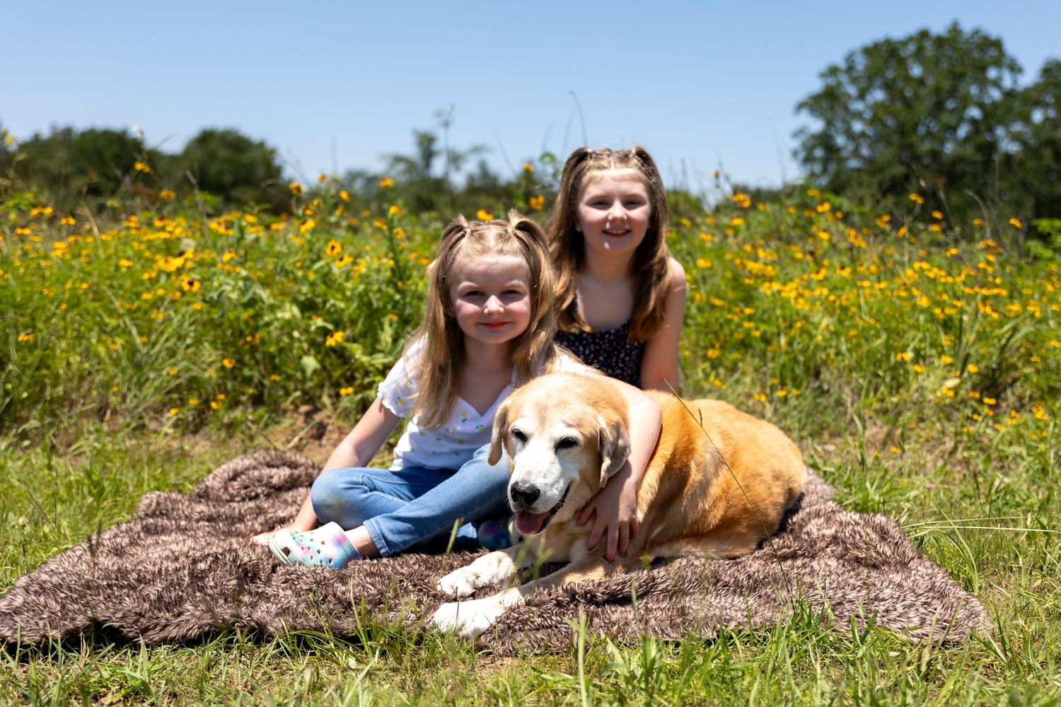 A friendly golden retriever resting on a blanket in a field of yellow wildflowers on a bright summer day.