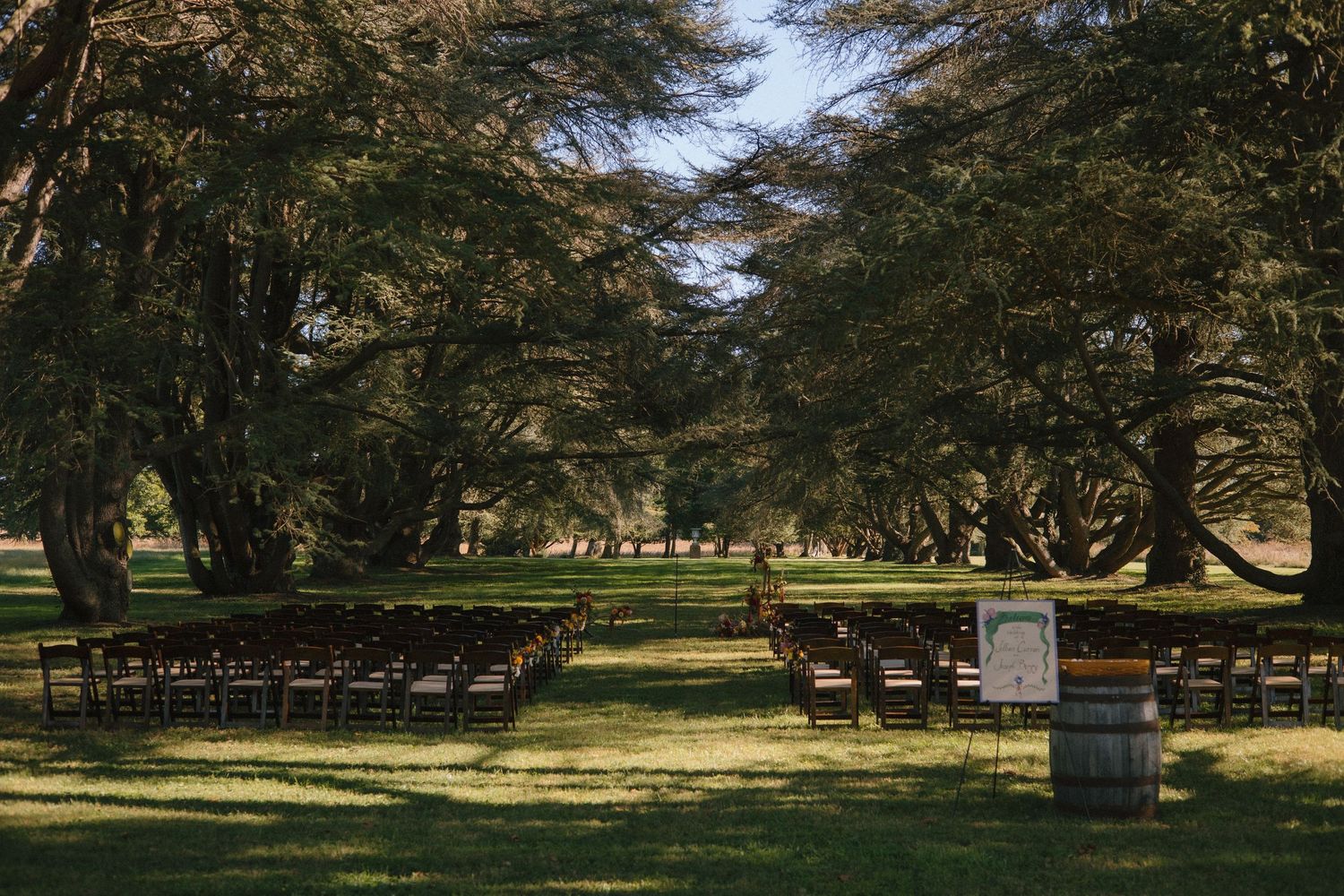 A scenic grove of mature macadamia trees with dappled sunlight filtering through their canopy onto grassy ground below.