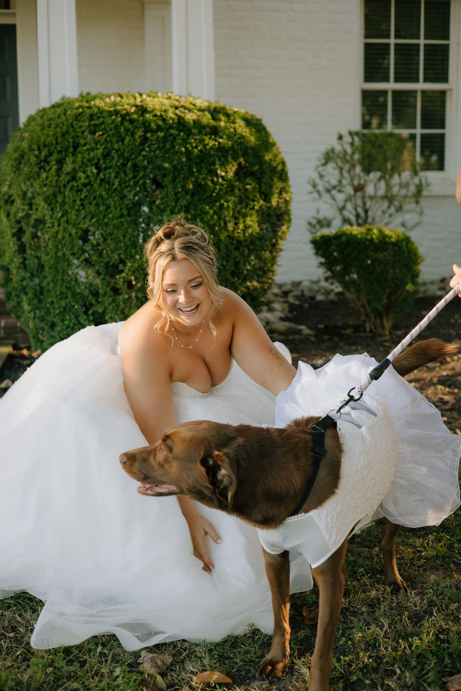 Playful moment with a brown dog and wedding dress on garden grounds.