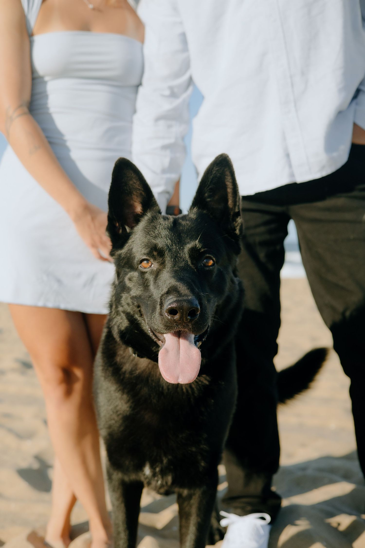 A happy black dog poses on the beach with its owners.