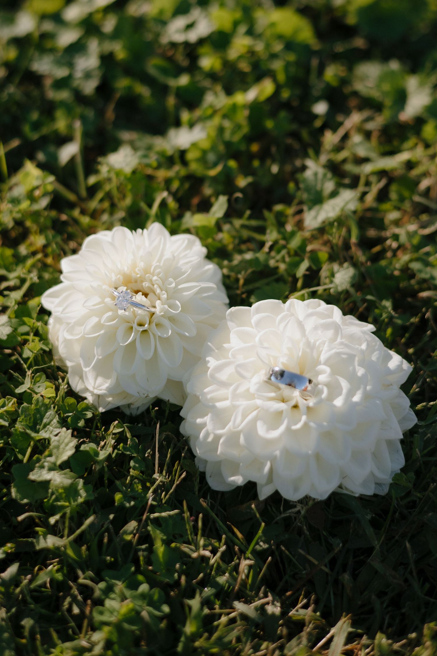 White dahlia flowers blooming in garden setting.
