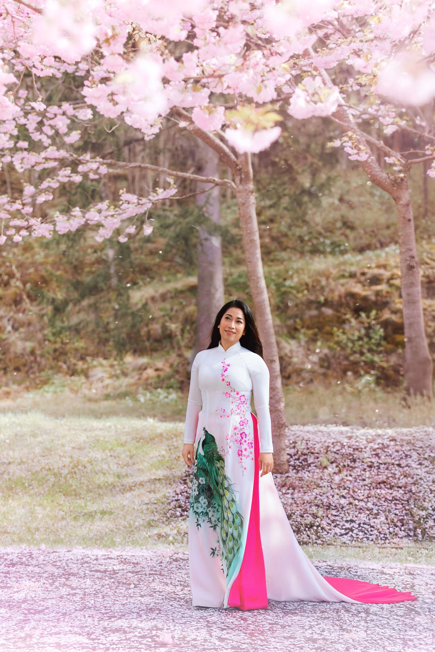 Beautiful traditional Vietnamese ao dai dress with pink and white colors photographed under blooming cherry blossoms in spring.