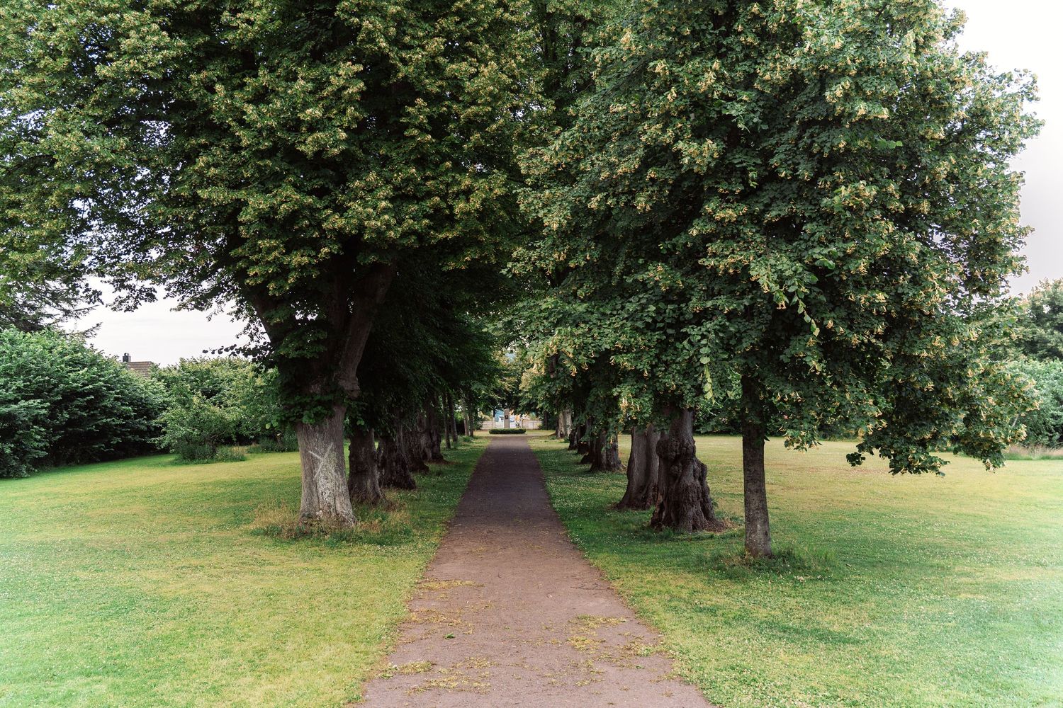 A tree-lined path through a green park stretches into the distance on a sunny summer day.