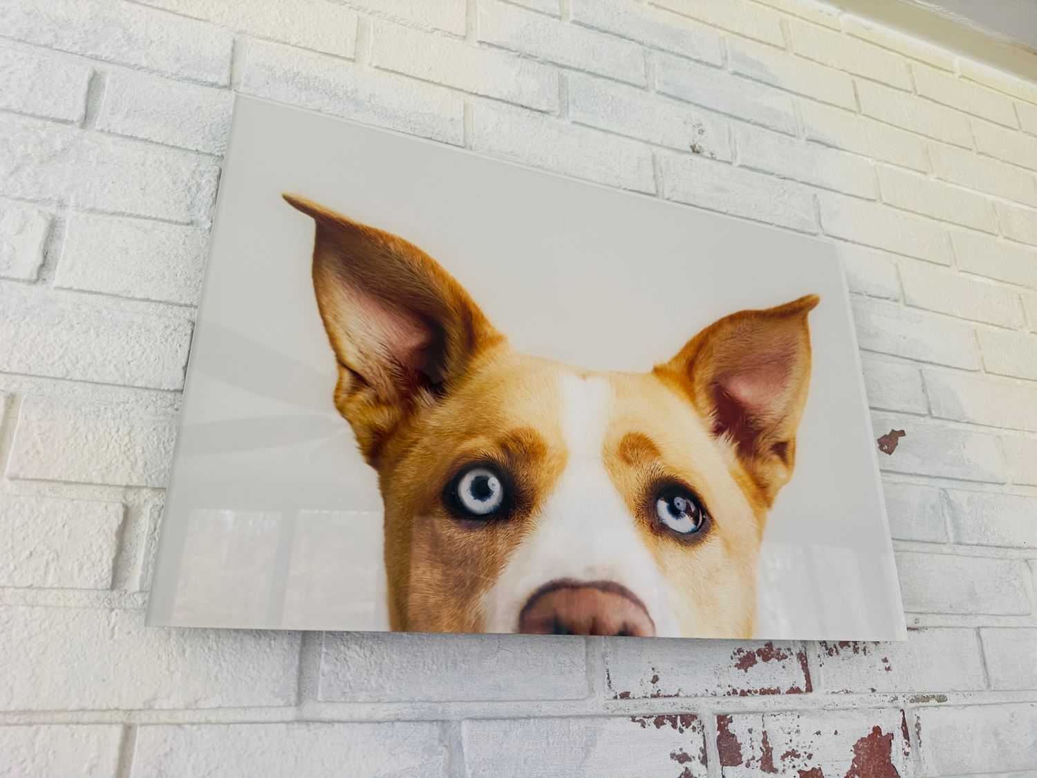 A brown and white dog's face with striking blue eyes peeks through a hole in a white brick wall.