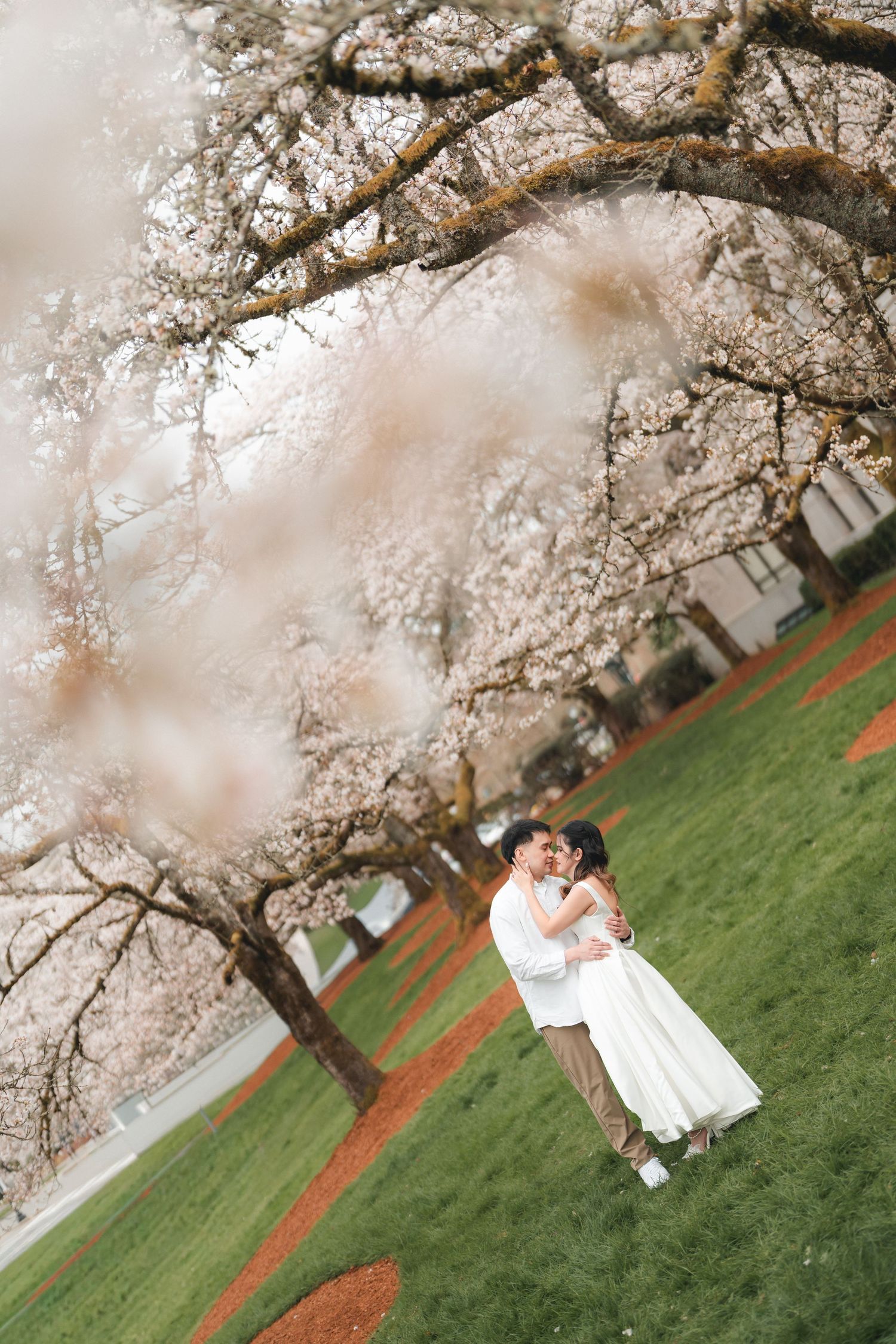 A couple embraces under blooming cherry blossom trees on a green lawn during springtime.