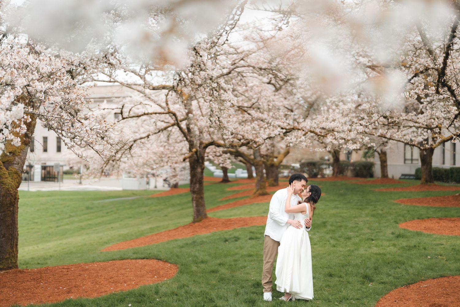 A couple embraces under blooming cherry blossom trees in a park with winding red pathways.