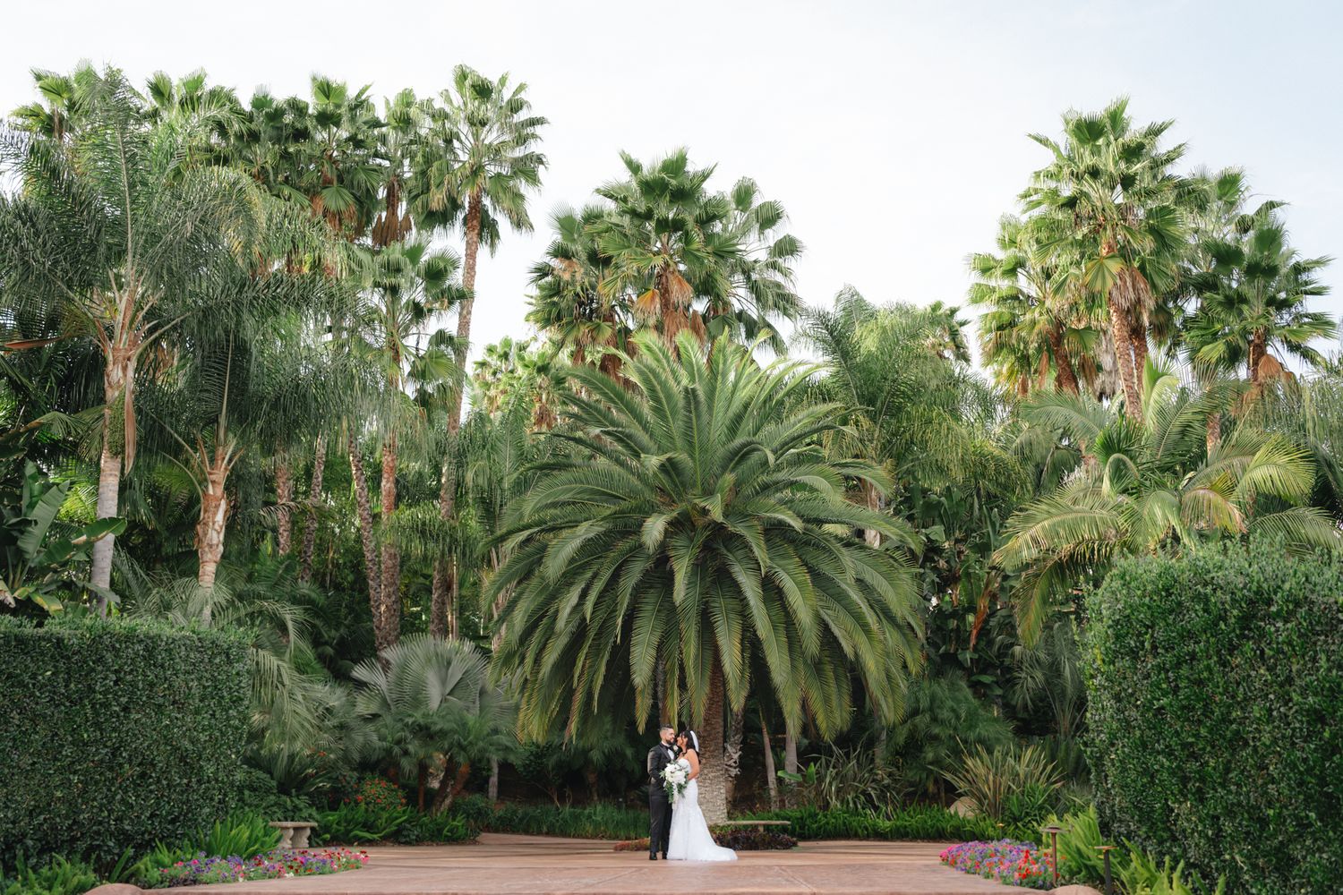 Lush tropical garden pathway lined with tall palm trees and manicured hedges creates an elegant outdoor setting.