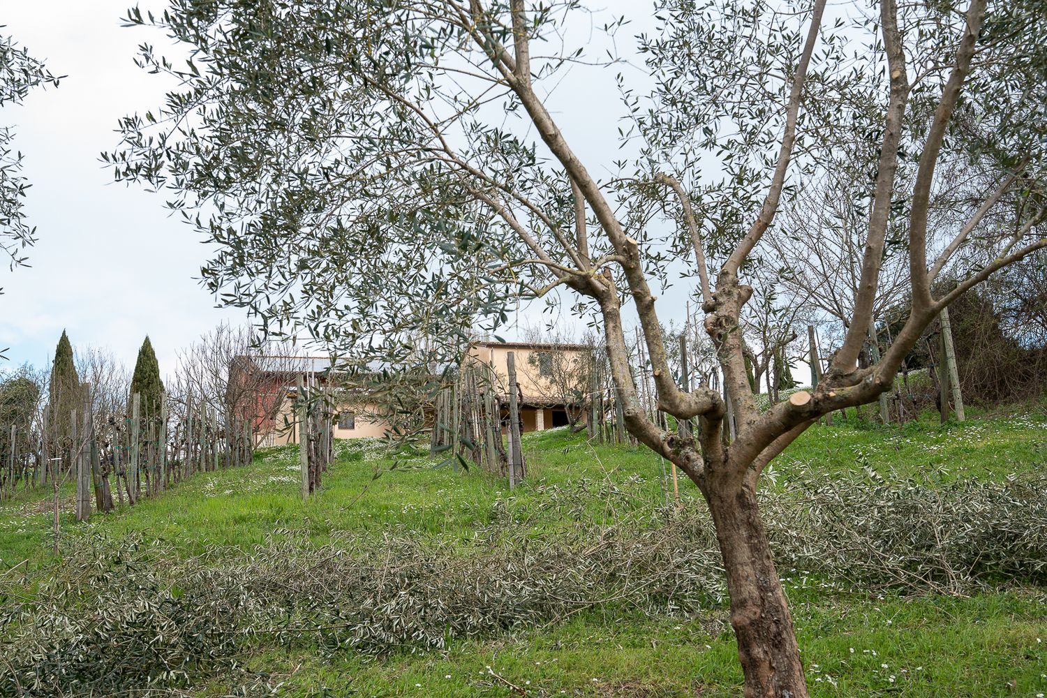 A rustic farmhouse nestled among olive trees on a lush green hillside in the Italian countryside.