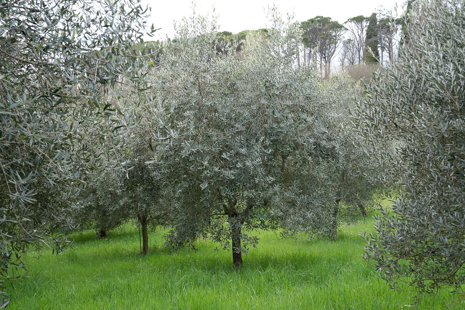 Panoramic view of an olive grove with silver-green foliage stretching across rolling hills.