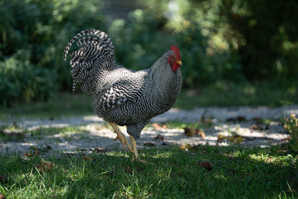 Plymouth Rock chicken walking in dappled sunlight on a grassy garden path.