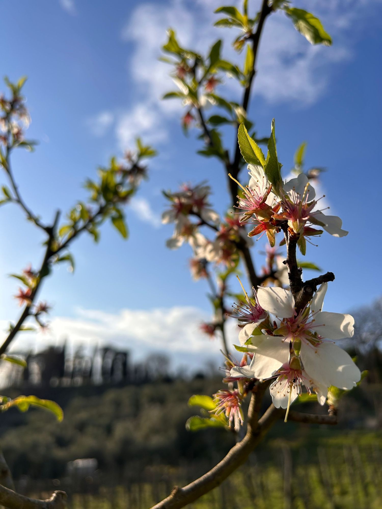 Close-up of delicate white almond blossoms blooming on a branch against a blue spring sky with clouds.