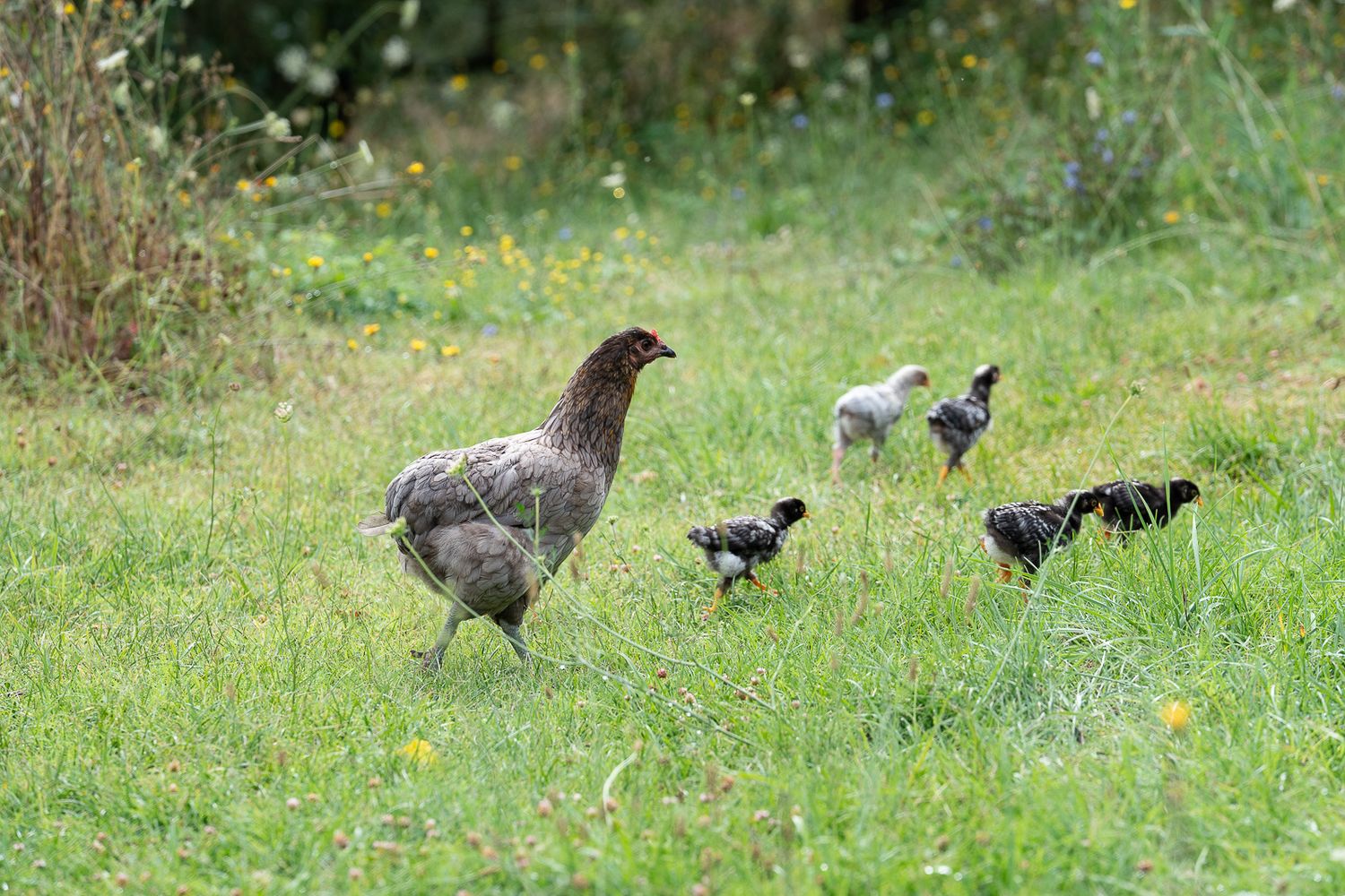 Wild turkey flock foraging in green grass field on a sunny day.