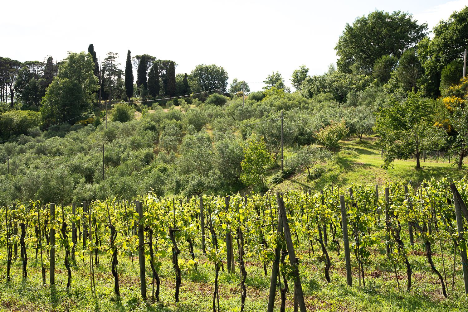Rows of grape vines stretching across a sunny vineyard landscape.