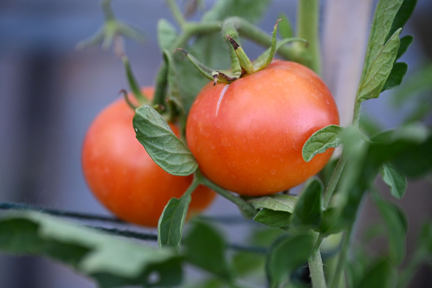 Fresh orange tomatoes ripening on the vine in natural sunlight.
