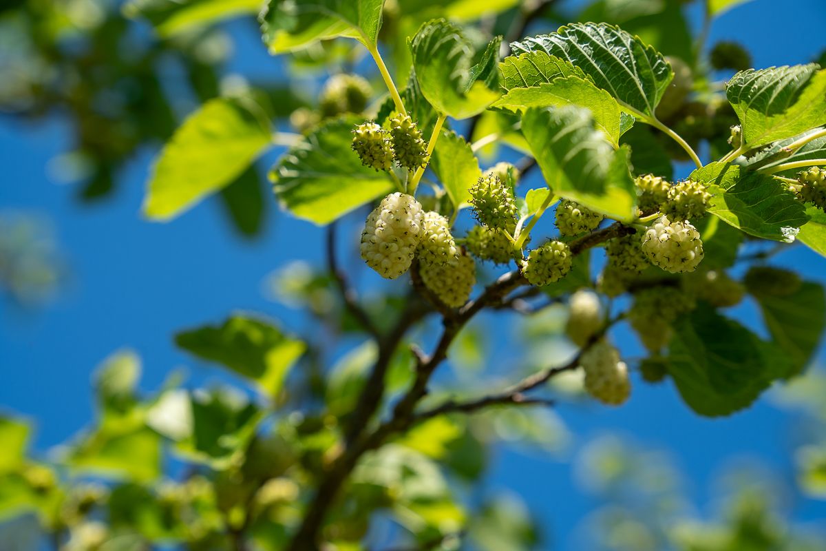 Close-up of unripe white mulberries growing on a branch with green leaves against a bright blue sky.