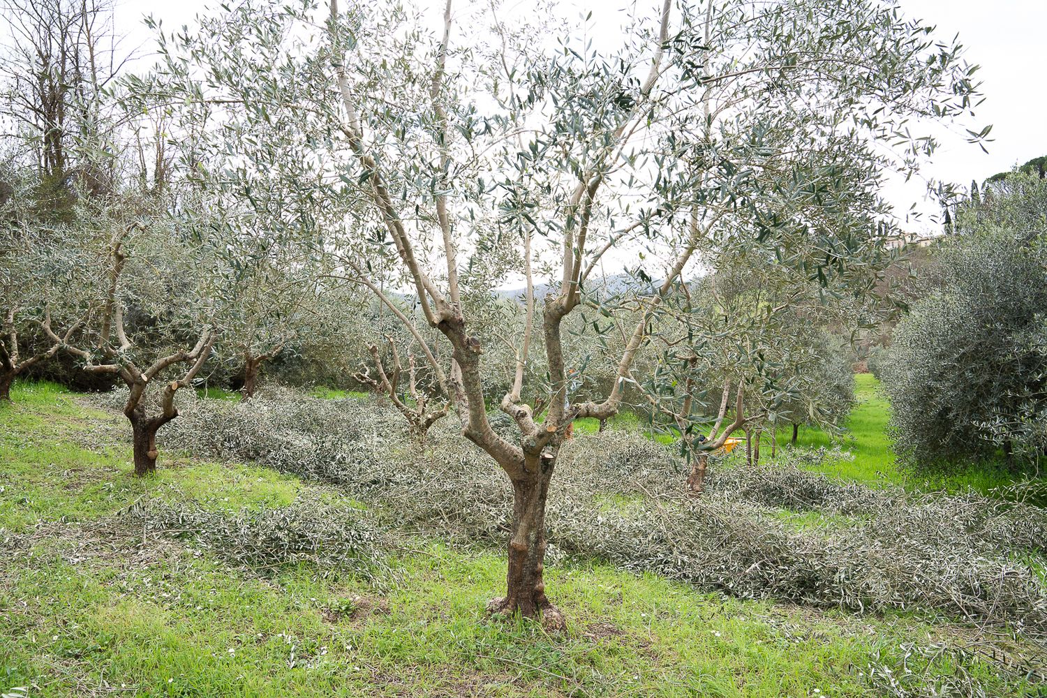 Ancient olive trees grow in rows on a lush green hillside grove, their twisted trunks and silver-green leaves creating a serene landscape.