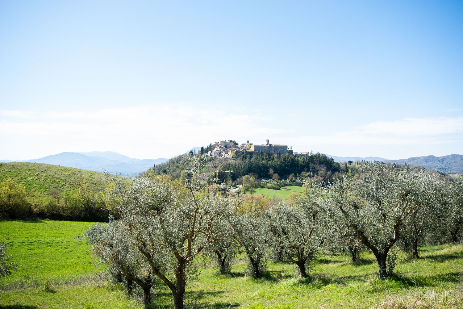 Panoramic view of olive groves and rolling hills in the Umbrian countryside.