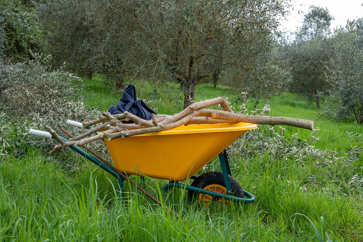 Yellow wheelbarrow filled with branches in a lush green olive grove orchard.
