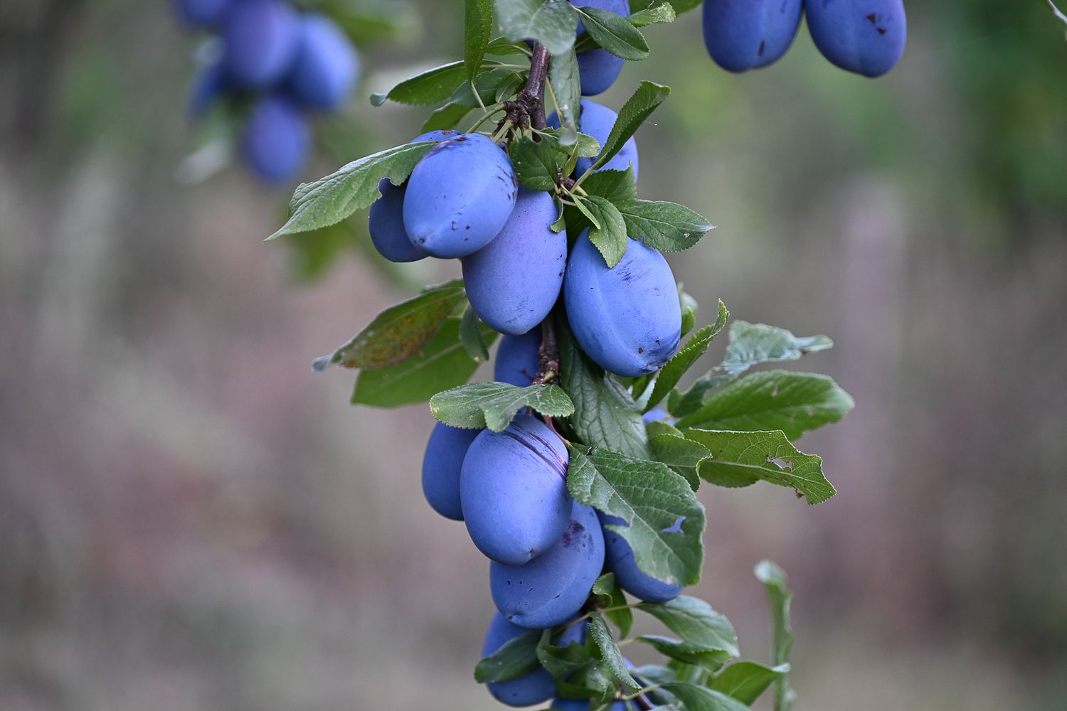 Fresh ripe blue plums growing on tree branches with green leaves.