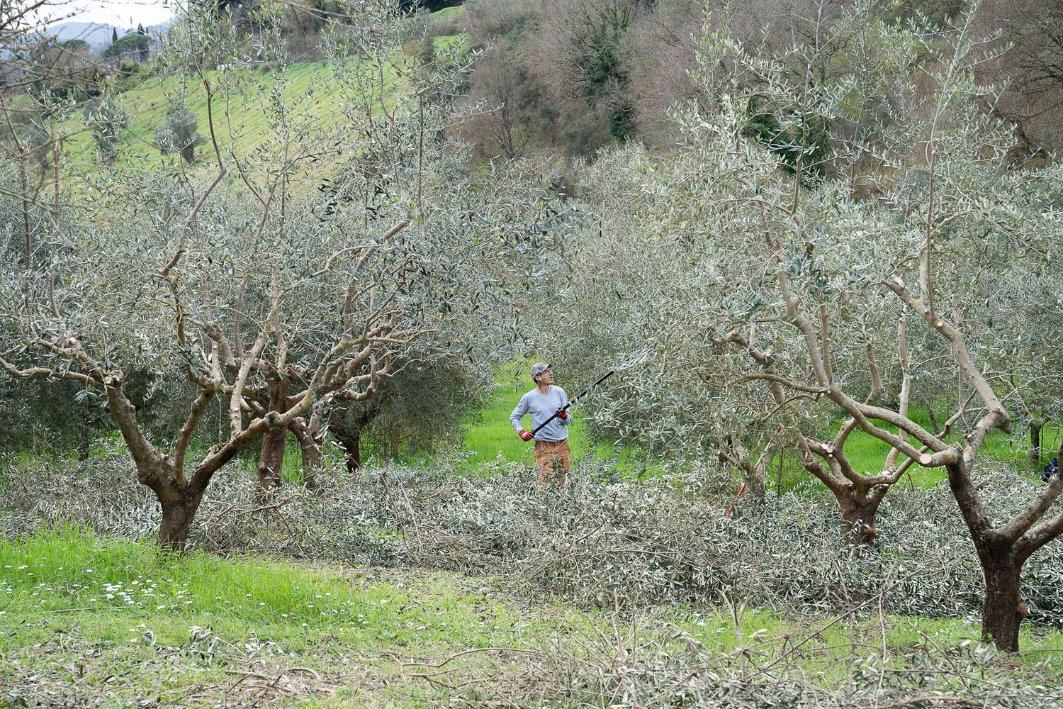A farmer walks among ancient olive trees in a lush green grove on a hillside during winter pruning season.