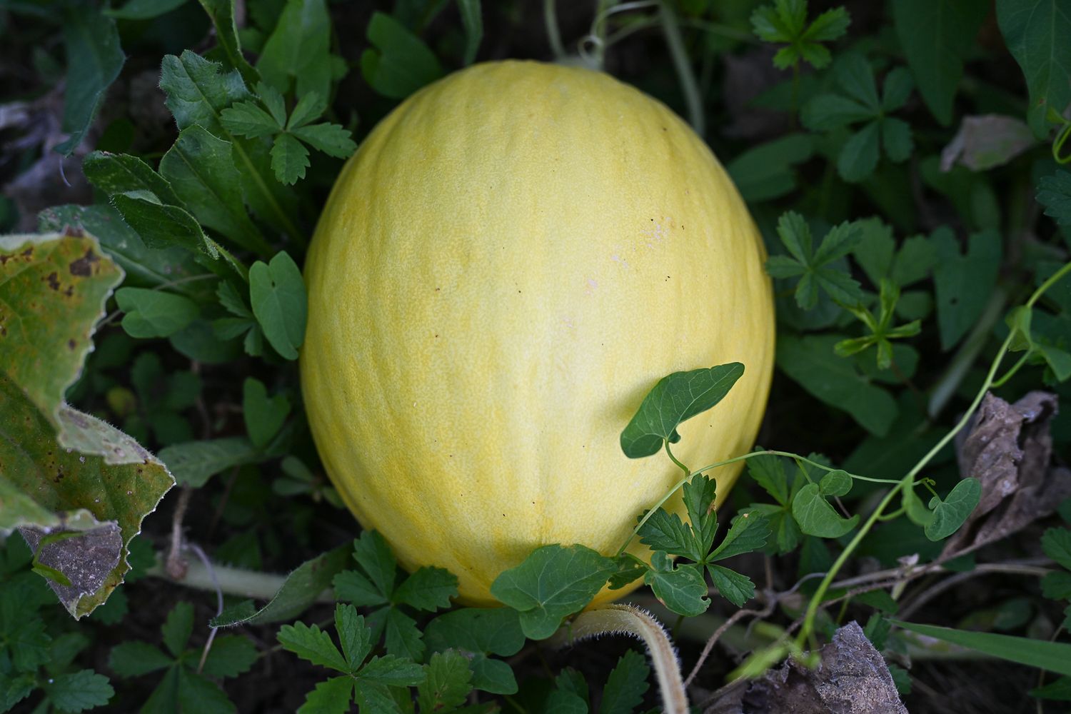 Large yellow melons growing among green foliage in a garden.