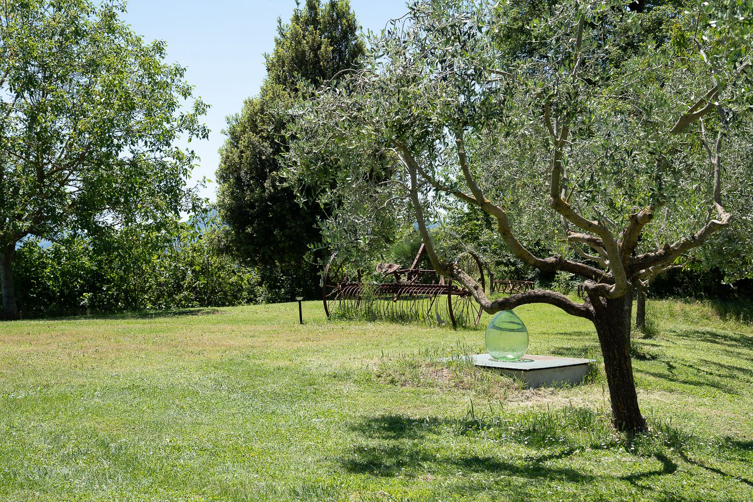 Sprawling garden with olive trees and natural landscaping in Italian countryside.