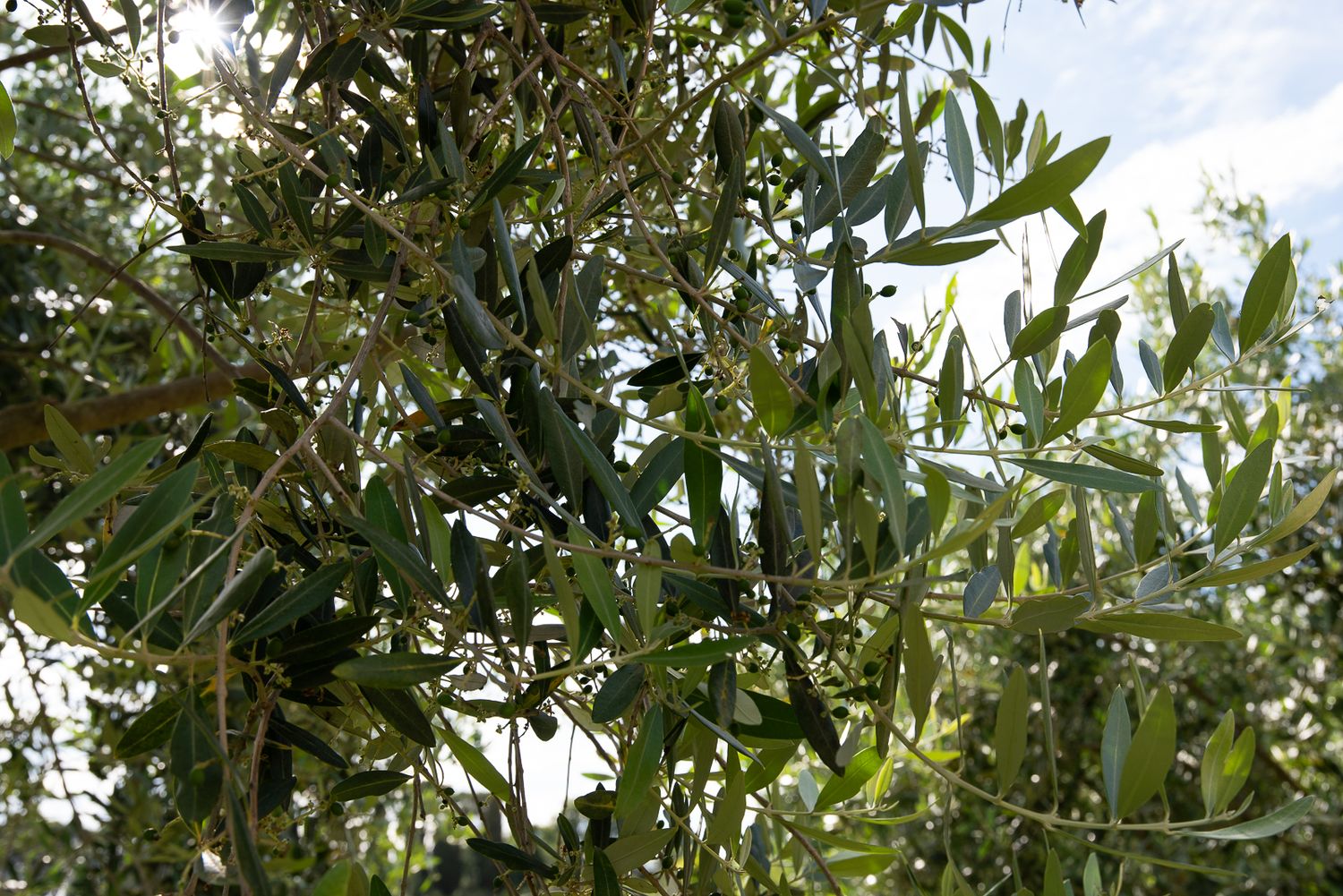 Close-up of olive tree branches with small dark olives and narrow green leaves against a bright sky.