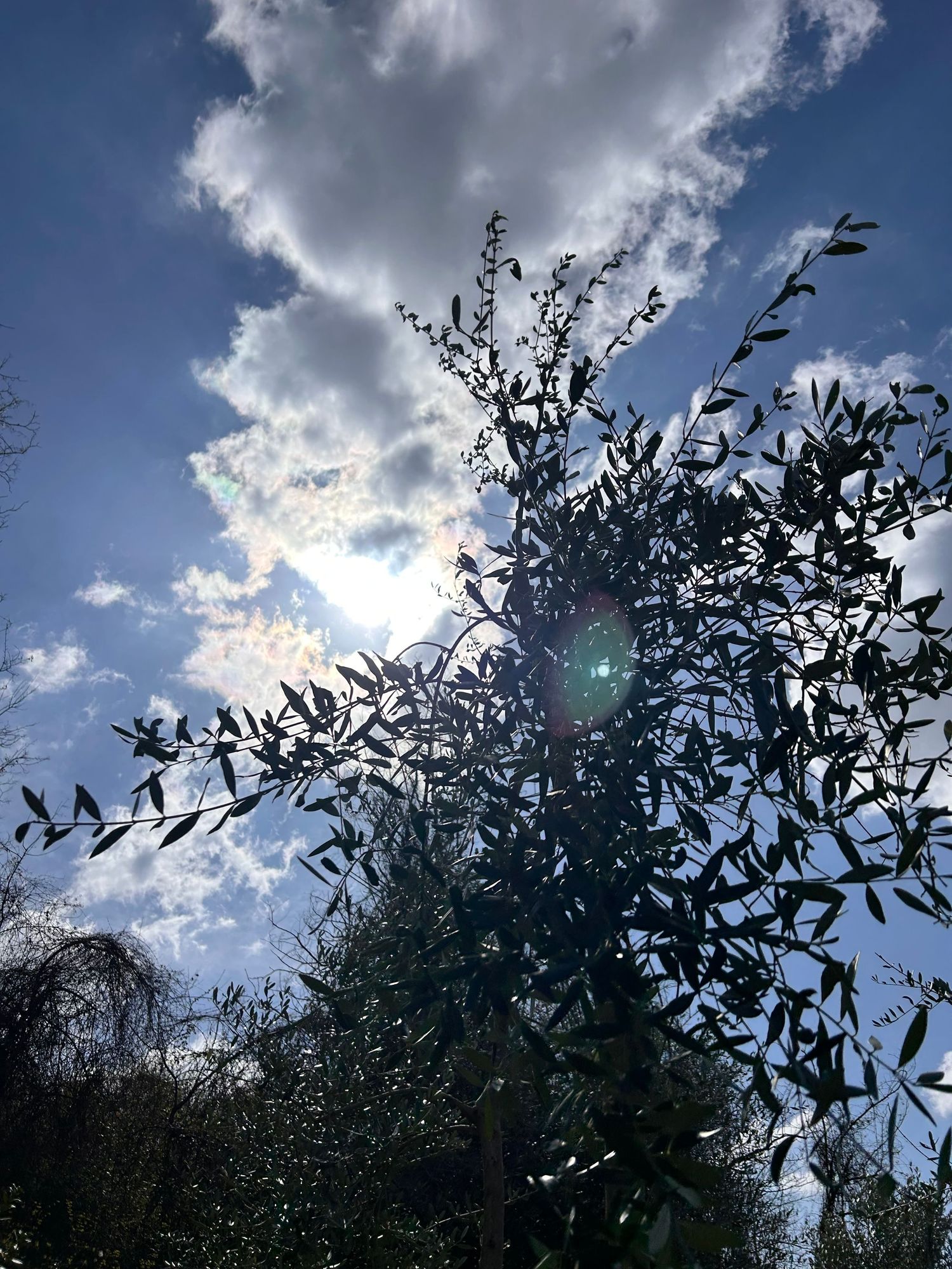 Olive tree branches silhouetted against a dramatic cloudy sky with sunlight breaking through in a lens flare effect.