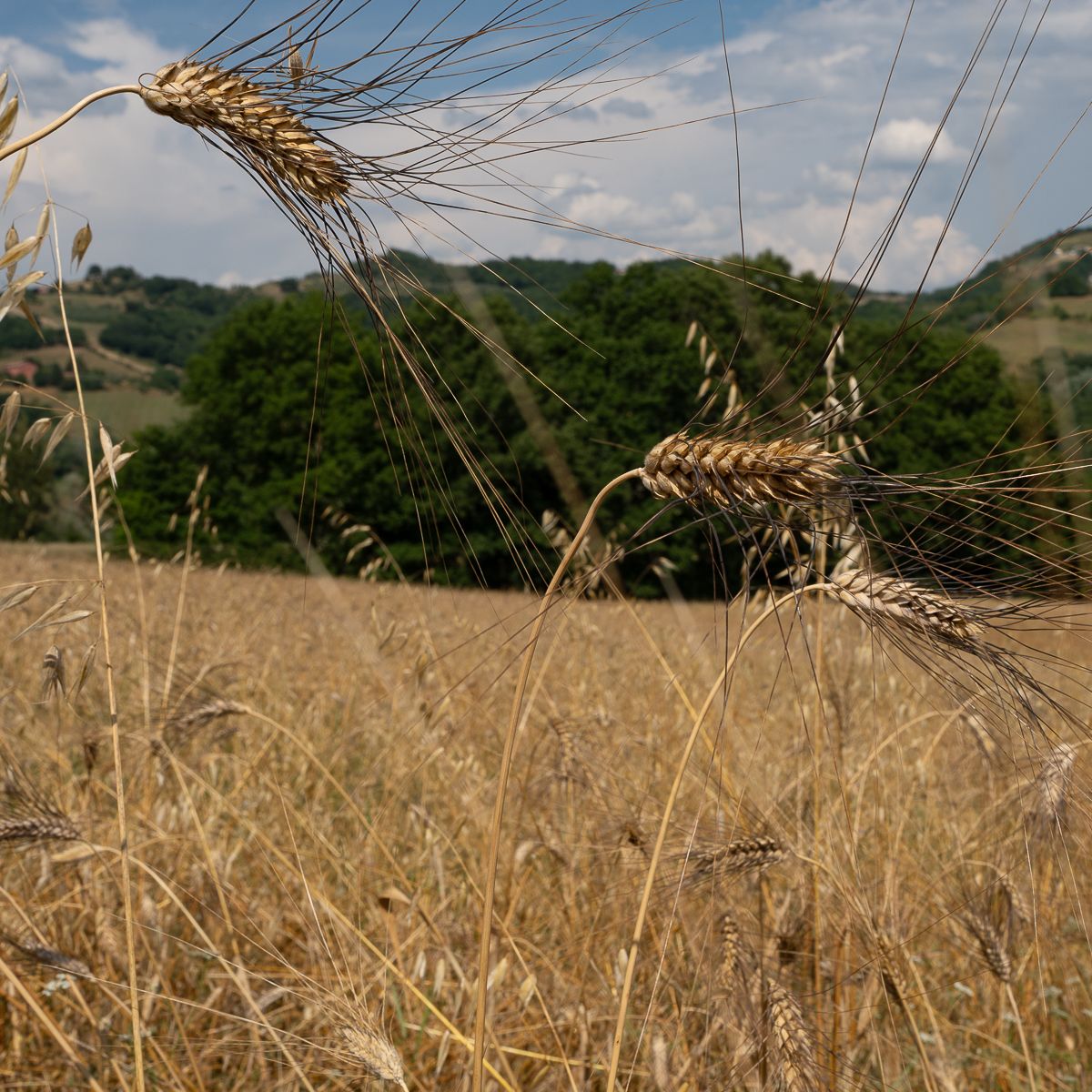 Golden wheat field with ripe grain stalks in foreground, green hills and trees under blue sky in background.