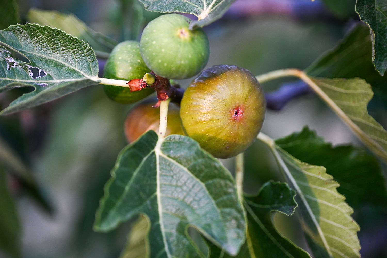 Fresh green apples growing on tree branches with water droplets on leaves in a garden setting.
