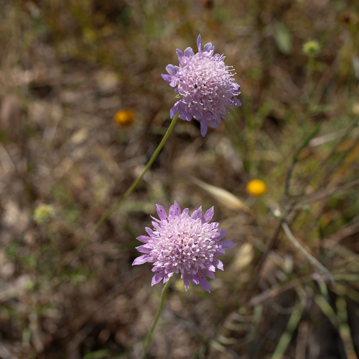 Two purple pincushion wildflowers blooming on slender stems in a natural field setting.